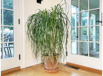 A Large Indoor Tropical Plant With Terra Cotta Planter