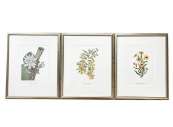 A Trio Of Botanical Prints