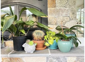 Live Plants In Pots