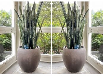 A Pair Of Large Ceramic Planters With Live 'Mother In Law's Tongue' Plants