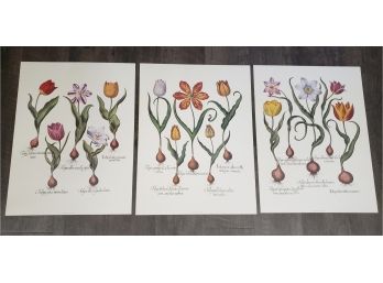 Three Beautiful Botanical Posters - Colorful Flowers With Descriptions From England