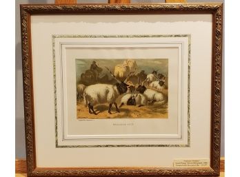 1898 Wallachian Sheep  An Animate Creation By Louis Prang - Chromolithograph