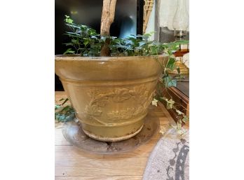 Ivy Plant In Terra Cotta Pot