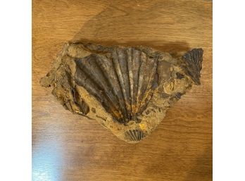 Interesting Fossil