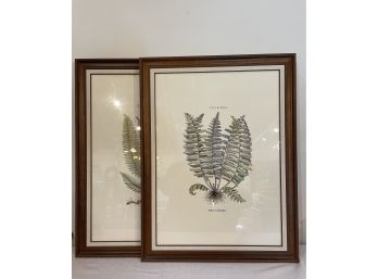 Pair Of Contemporary Framed Botanical Prints