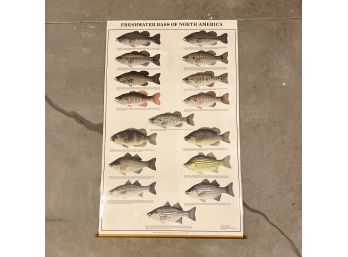 Laminated Poster Of Freshwater Bass Of North America