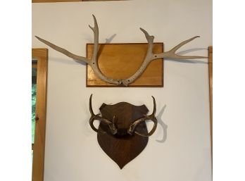 Pair Of Deer Antler Mounts