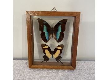 Mounted Butterflies Under Glass