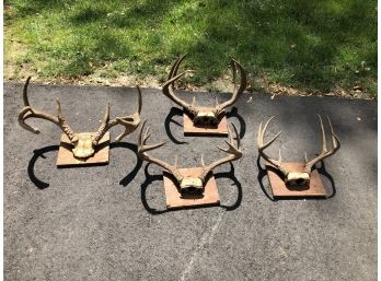 Fantastic Group Of Four Racks Of Antlers - Great Hunting Lodge Decor / Country Cottage Look - GREAT LOT !