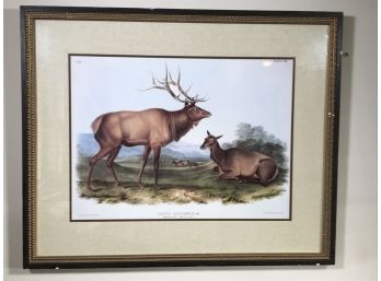 Fantastic Large Print J J AUDUBON - CERVUS CANADENSIS - Nice Colors And Large Size