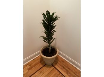 Tall Potted Corn Plant