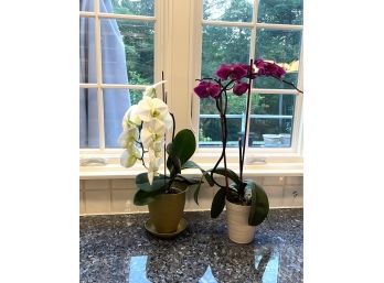 Two Potted Orchid Plants