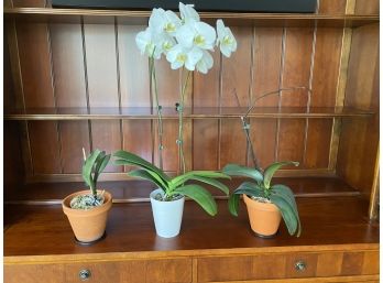 Three Potted Orchid Plants