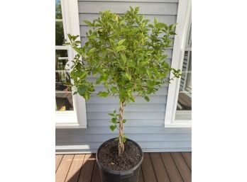 70' Potted Hibiscus