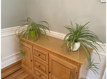 Two Potted Spider Plants