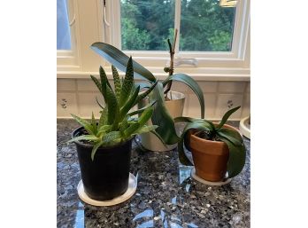 Potted Orchids And A Succulent Plant