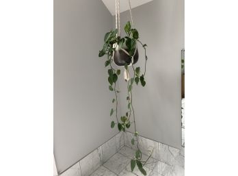 Hanging Planter W Philodendron Plant