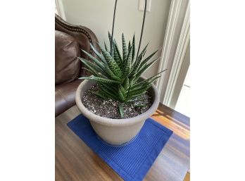 Potted Haworthia 20- Inch Tall