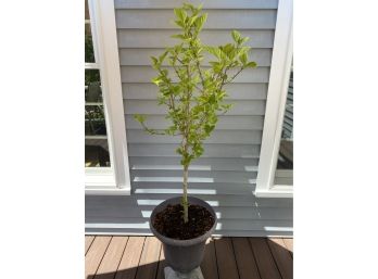 65' Potted Hibiscus