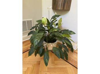 Large Potted 32- Inch Tall Peace Lily