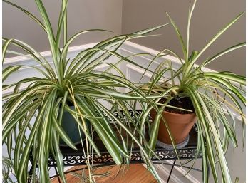 Potted Spider Plants - 2 Count