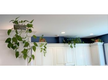 Four Philodendron House Plants