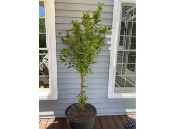 78' Potted Hibiscus