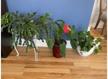 Christmas Cactus, Anthurium & Baby Rubber Plant