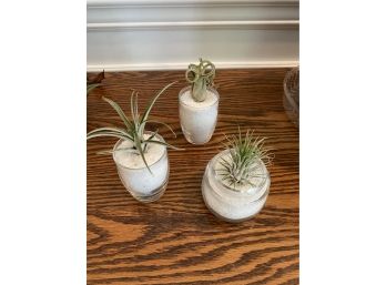 Air Plants- 3 Count