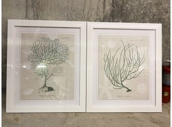 2 Piece Of Framed Coral Art, Natural Beach Tones