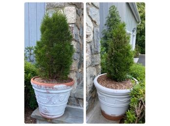 Pair Of Large Arborvitae In Garland Planters