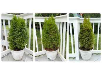 Set Of Three Arborvitae In Planters