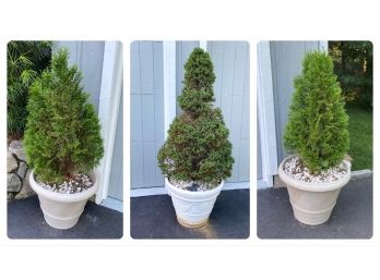 Three Evergreens In Planters, 2 Arborvitae And 1 Dwarf Alberta Spruce