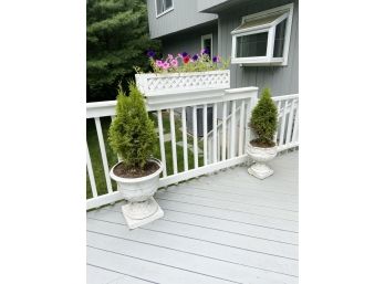 Pair Of Arborvitae In Urn Planters