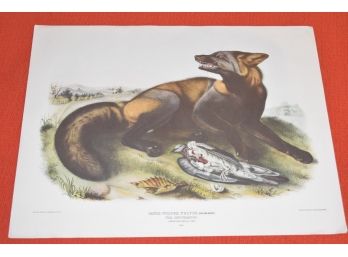 JJ Audubon Lith Bowen, Philad 1843 Canis (Vulpes) Fulvus American Cross Fox 15'x11.5'