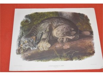 JJ Audubon Lith Bowen, Lynx Canadensis GEOFF 15'x11.5'