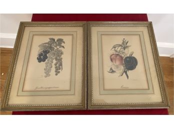 Two Fruit Lithograph By G. Severeyns 11'x14' Matted Frame Glass