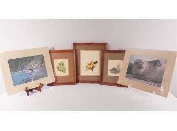 Animal Prints Matted  Some Framed  Includes Fawn, Fox, Beaver, Seal And Whale's Tail