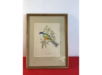 Trogon Temnurus Bird Print