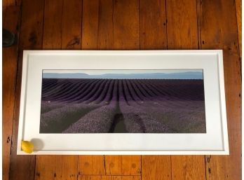 Lavender Fields - Over Sized Photographic Print In White Frame