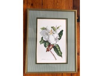 Framed And Matted Magnolia Botanical Print