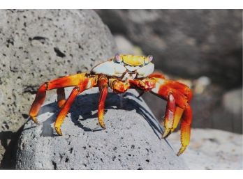 Acrylic Original Photography Of Crab From The Galapagos Islands