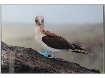 Acrylic Original Photograph Of A Blue-Footed Booby From The Galapagos