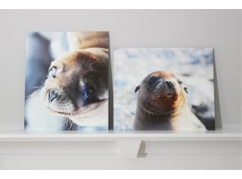 Pair Of Acrylic Original Photography Of Seals From The Galapagos Islands