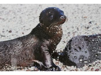 Acrylic Original Photography Of Otter In The Galapagos Islands