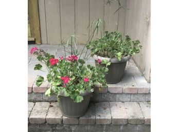 Pr. 15 Inch Round Grey Plastic Planters W Geraniums