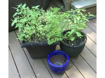 Trio Of Beautiful Planters & Flowers