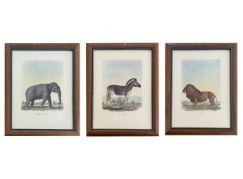 Trio Of French Animals Of Africa Prints By Frederic Cuvier