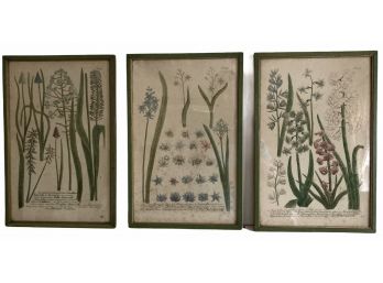 Trio Of Antique German Botanicals