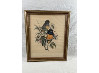 Framed Print Of Birds